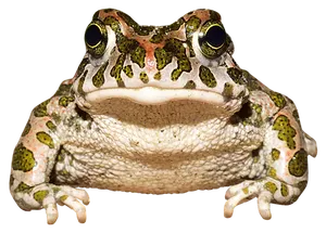 Colorful Frog Frontal View