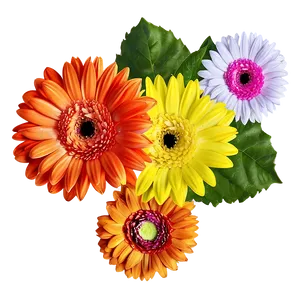 Colorful Gerbera Daisies PNG 04292024
