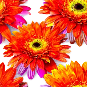 Colorful Gerbera Daisies PNG 04292024