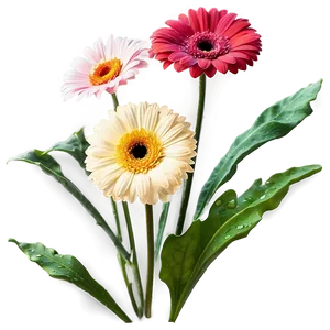 Colorful Gerbera Daisies PNG Amk
