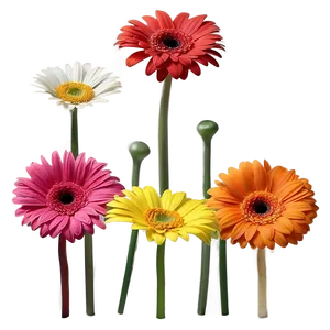 Colorful Gerbera Daisies PNG Avi21