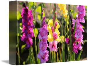 Colorful Gladiolus Flowers Garden PNG image