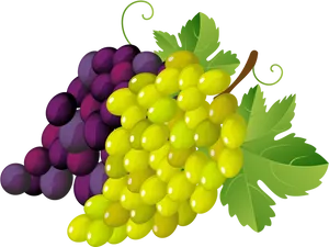 Colorful Grape Bunches Vector PNG image