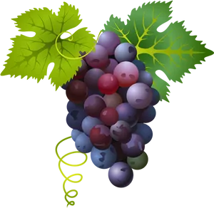 Colorful Grape Cluster Illustration