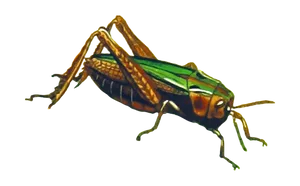 Colorful Grasshopper On Black Background