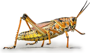 Colorful Grasshopper Side View PNG image