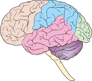 Colorful Human Brain Illustration PNG image