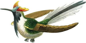 Colorful Hummingbird Illustration