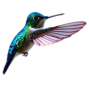 Colorful Hummingbird Png Qof58 PNG image