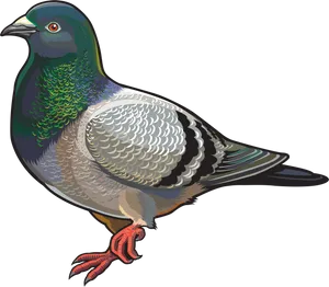 Colorful Illustrated Pigeon PNG