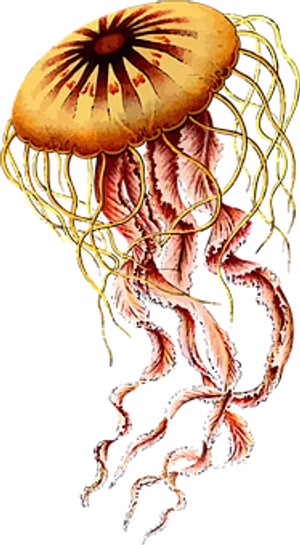 Colorful_ Jellyfish_ Illustration