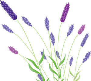 Colorful Lavender Illustration PNG image