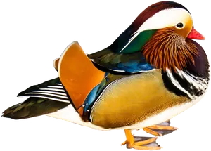 Colorful_ Mandarin_ Duck_ Profile PNG image