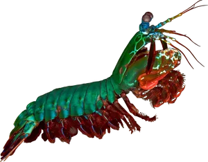 Colorful Mantis Shrimp PNG image