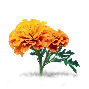 Colorful Marigolds Array PNG Hjl41 PNG