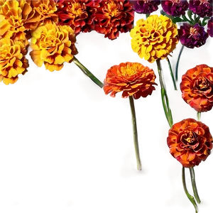 Colorful Marigolds Array PNG Pon PNG