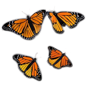 Colorful Monarch Butterflies PNG 06252024