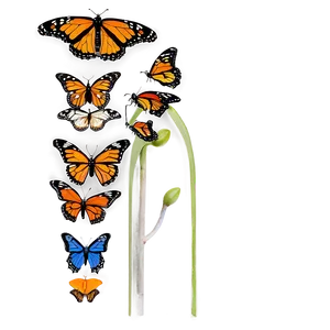 Colorful Monarch Butterflies Png 06252024 PNG image