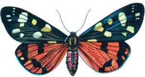 Colorful Moth Illustration PNG image