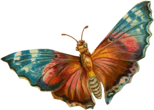 Colorful Moth Illustration