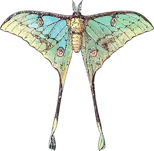 Colorful Moth Spread Wings