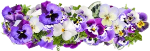 Colorful Pansy Flowers Transparent Background PNG image
