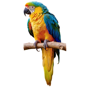 Colorful Parrot Bird PNG 16