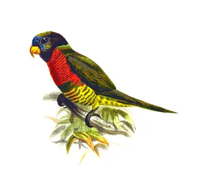 Colorful Parrot Illustration