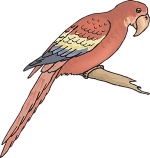Colorful Parrot Illustration