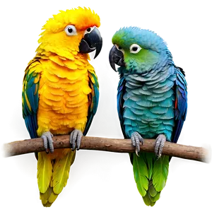 Colorful Parrot PNG 05062024