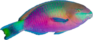 Colorful Parrotfish Side View