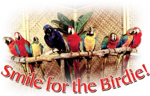 Colorful_ Parrots_ On_ Perch_ Photo Booth_ Backdrop