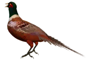 Colorful Pheasanton Black Background