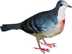 Colorful Pigeon Profile PNG image