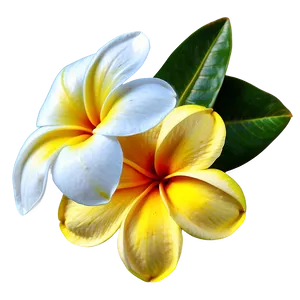 Colorful Plumeria PNG 06272024