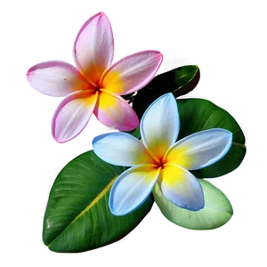 Colorful Plumeria PNG Vhk