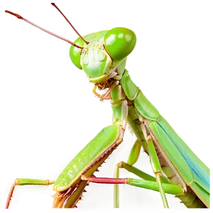 Colorful Praying Mantis PNG Hob71 PNG