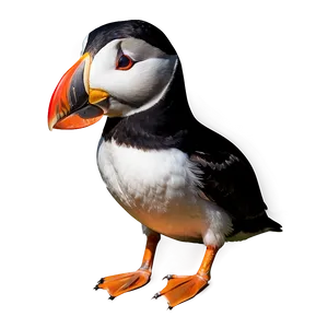 Colorful Puffin Portrait PNG Eom PNG
