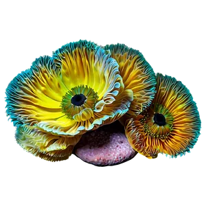 Colorful Reef Anemones PNG 06292024