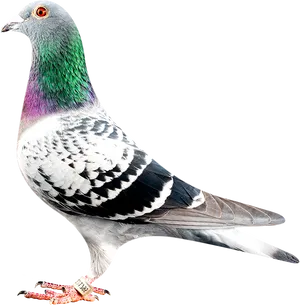 Colorful Rock Pigeon Portrait PNG