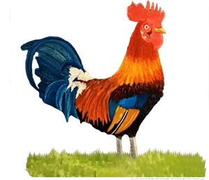 Colorful Rooster Standing