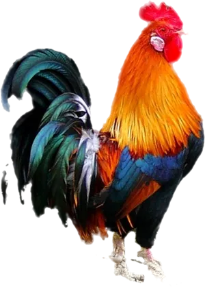 Colorful Rooster Standing Transparent Background PNG image