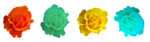 Colorful Roses Black Background PNG image