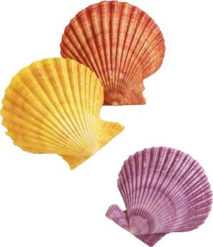 Colorful Scallop Shells PNG image