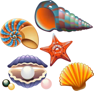 Colorful Seashell Collection