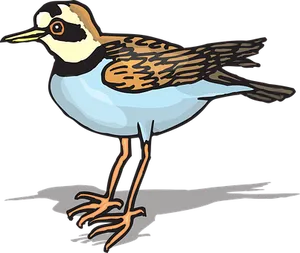 Colorful Shorebird Illustration