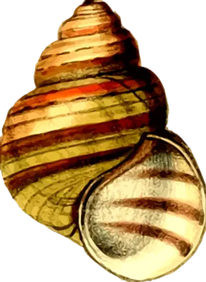 Colorful Spiral Seashell