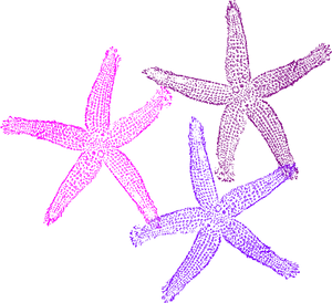 Colorful Starfish Clipart PNG image