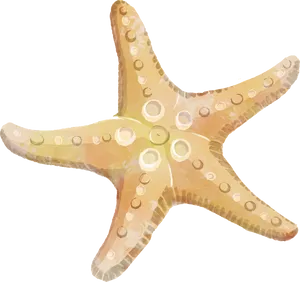 Colorful_ Starfish_ Clipart PNG image