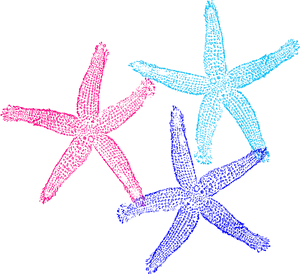 Colorful Starfish Trio Clipart PNG image